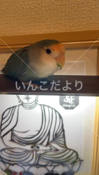 迷い鳥の写真