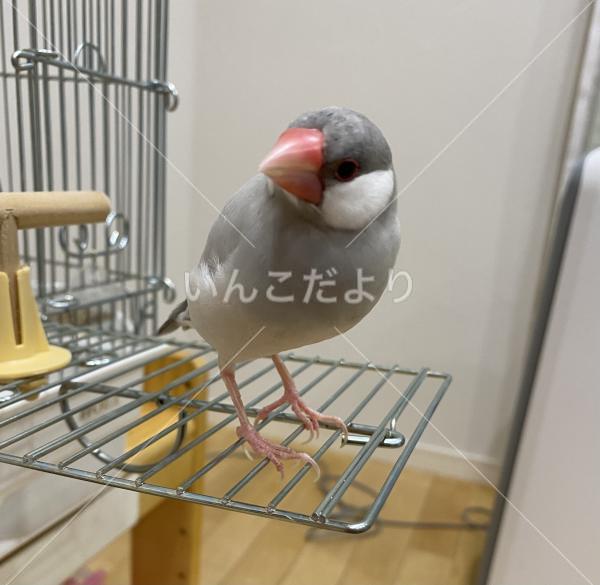 迷い鳥の写真