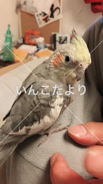 迷い鳥の写真