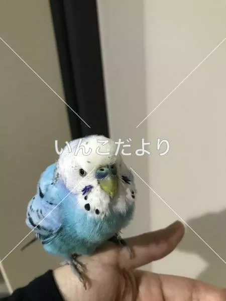 保護鳥の写真