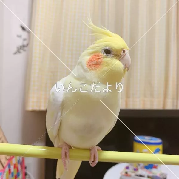 保護鳥の写真