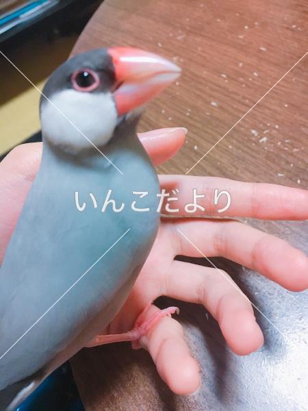 迷い鳥の写真
