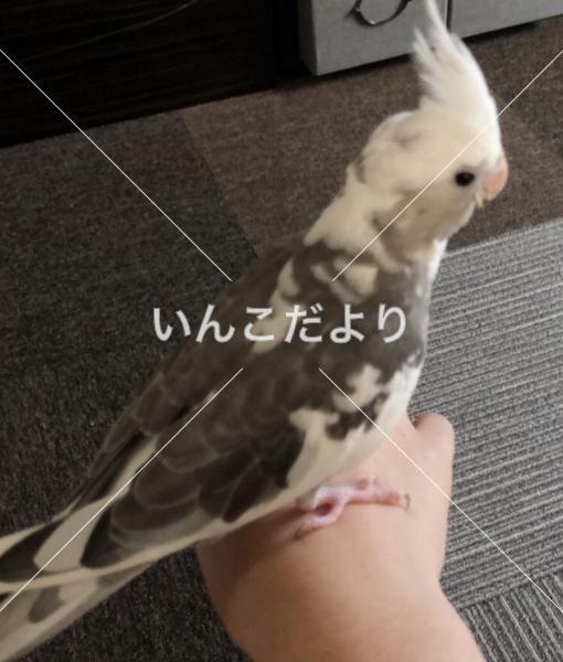 迷い鳥の写真