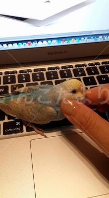 迷い鳥の写真