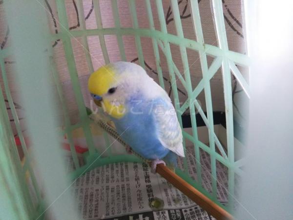保護鳥の写真