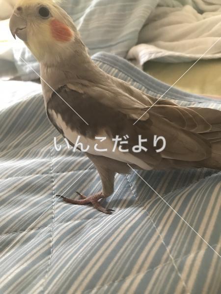 迷い鳥の写真