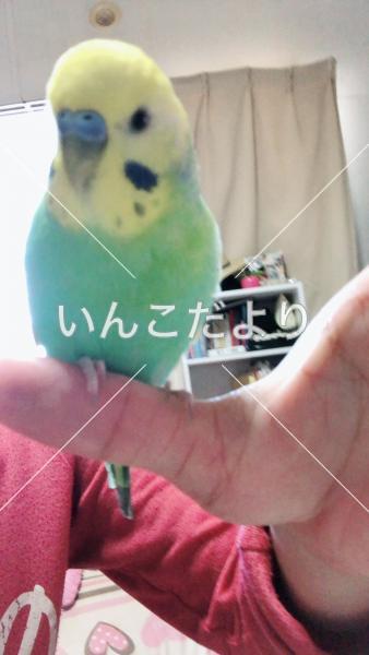 迷い鳥の写真