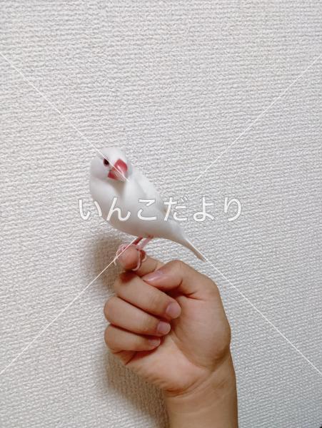 迷い鳥の写真