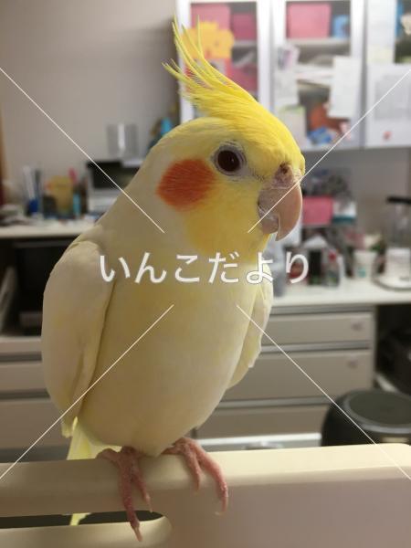 迷い鳥の写真