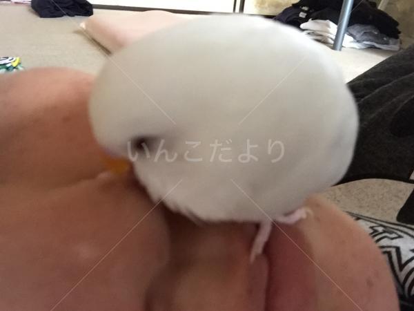 迷い鳥の写真