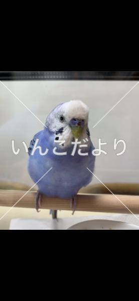 保護鳥の写真