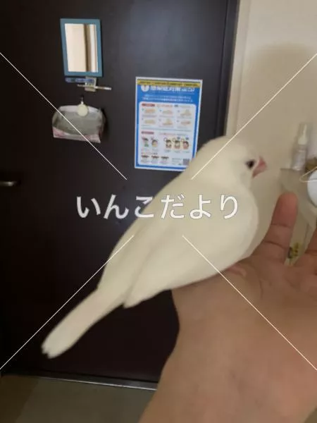 迷い鳥の写真