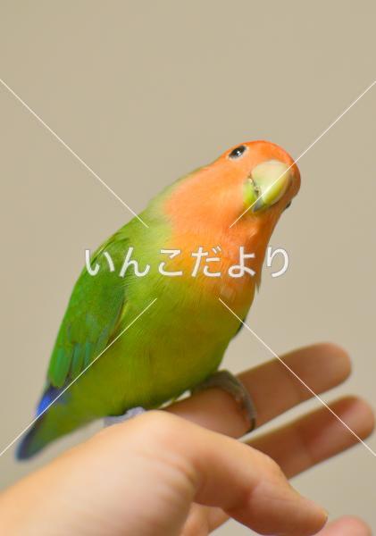 迷い鳥の写真