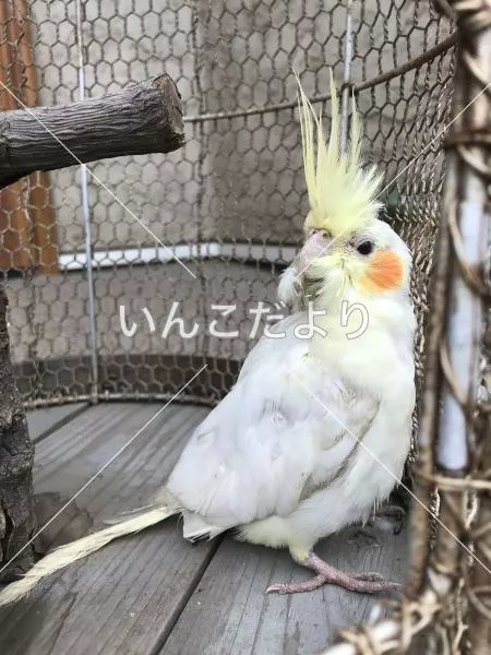 保護鳥の写真