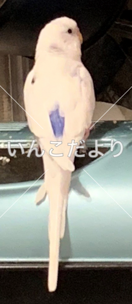 迷い鳥の写真