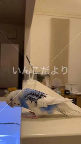 迷い鳥の写真