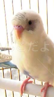 迷い鳥の写真