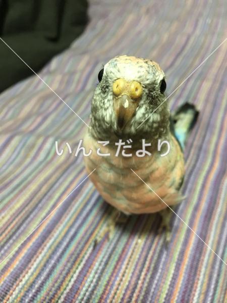 迷い鳥の写真