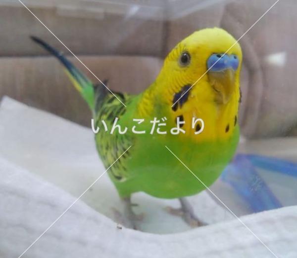 迷い鳥の写真