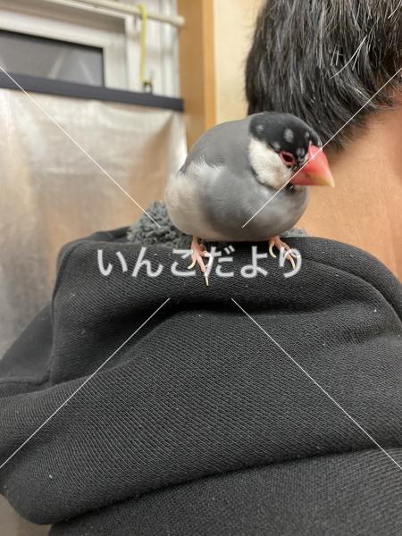 迷い鳥の写真