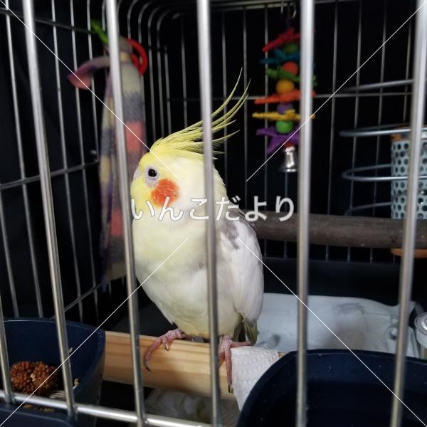 保護鳥の写真