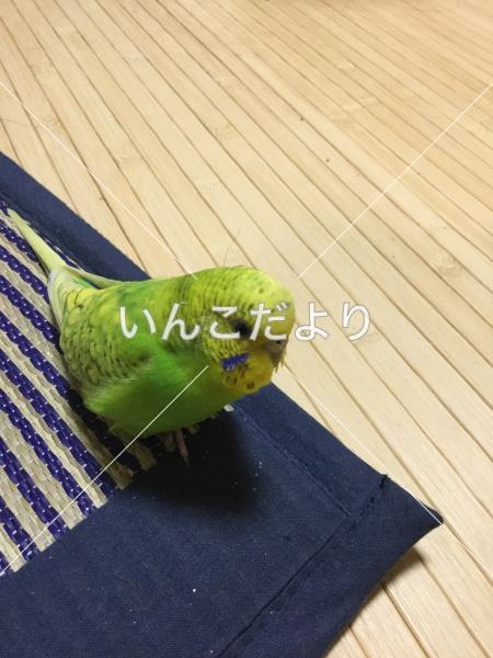 迷い鳥の写真
