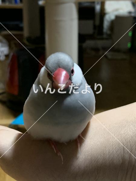 迷い鳥の写真