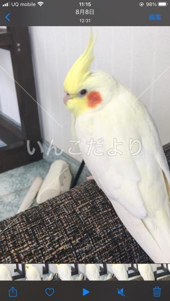 迷い鳥の写真