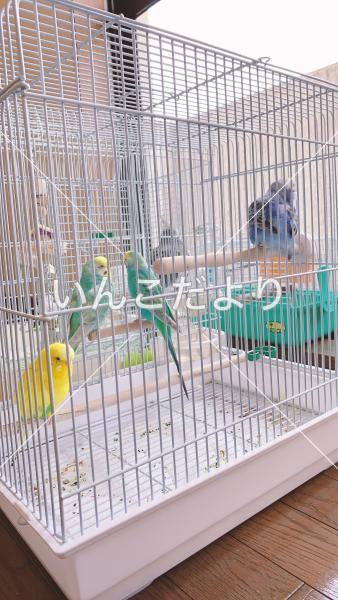 迷い鳥の写真