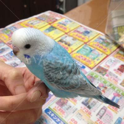 迷い鳥の写真