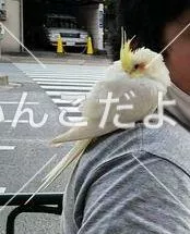 保護鳥の写真