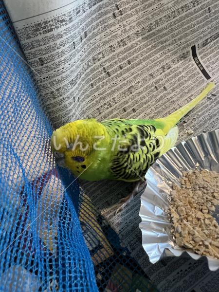 保護鳥の写真