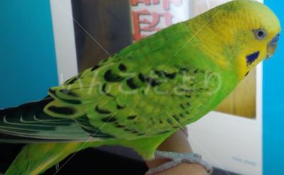 迷い鳥の写真