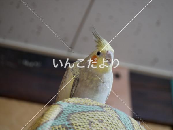 迷い鳥の写真