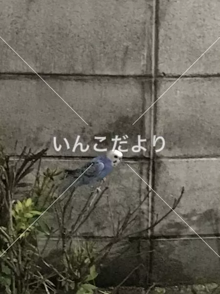 保護鳥の写真