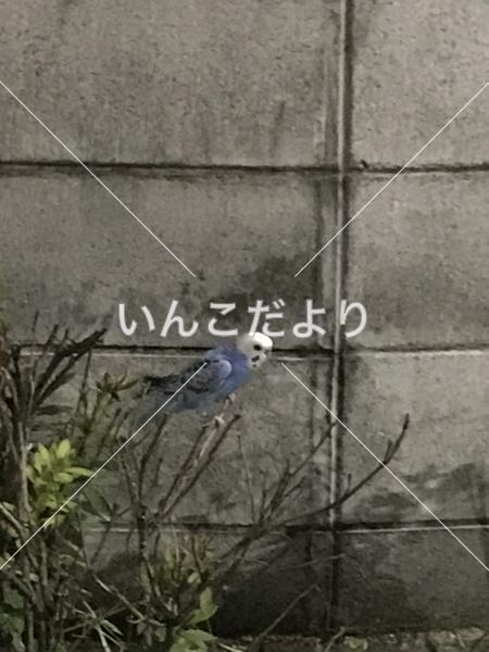 保護鳥の写真