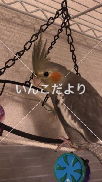迷い鳥の写真