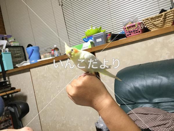 迷い鳥の写真