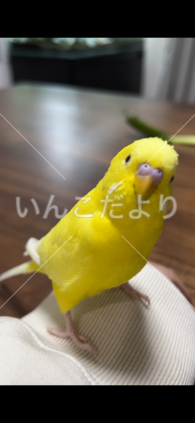 迷い鳥の写真