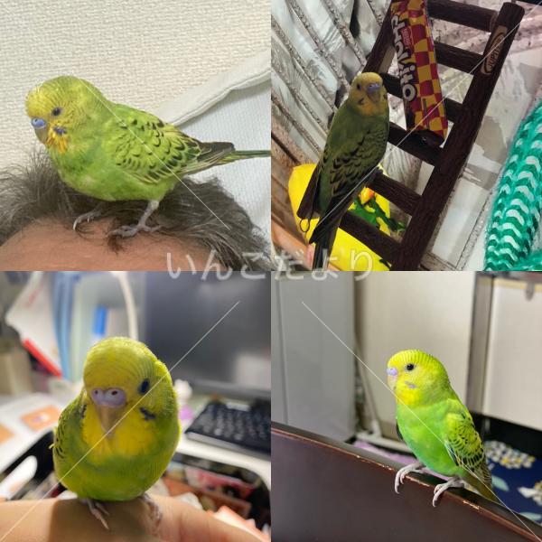 迷い鳥の写真
