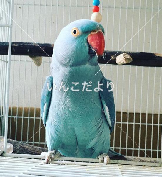迷い鳥の写真