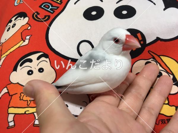 迷い鳥の写真