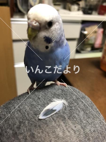 迷い鳥の写真