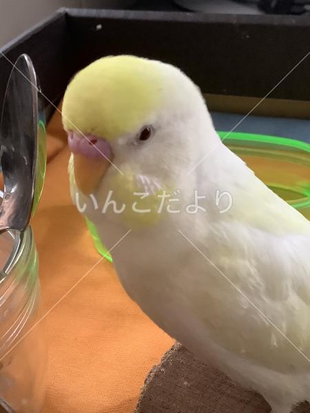 迷い鳥の写真