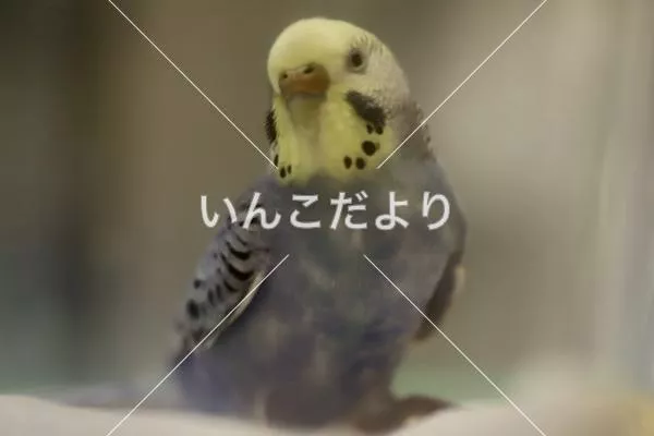 保護鳥の写真