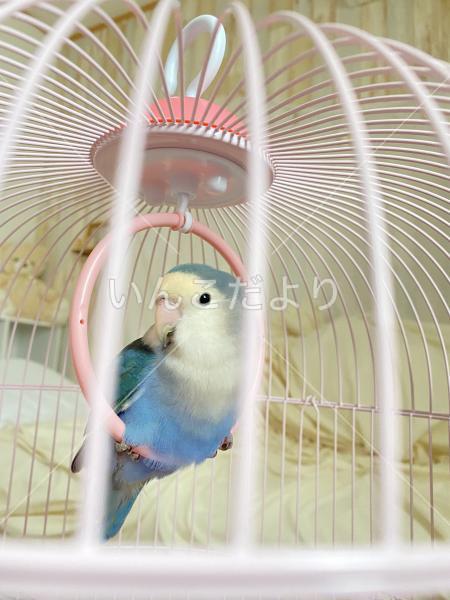 保護鳥の写真