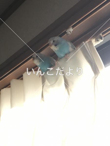 迷い鳥の写真