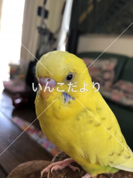迷い鳥の写真