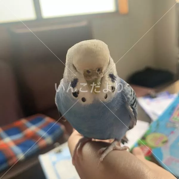 保護鳥の写真