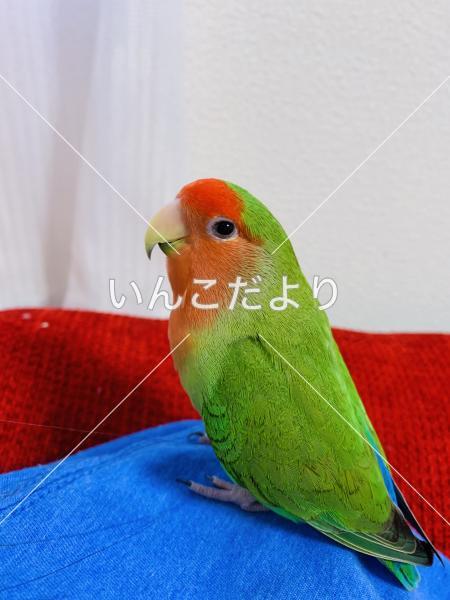 迷い鳥の写真